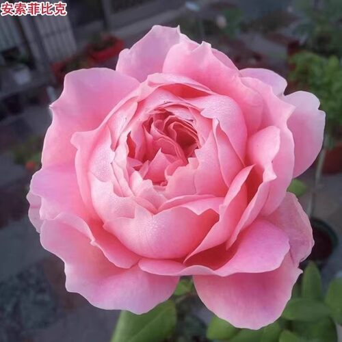 【水灵花园】安索菲比克  耐热浓香 新品勤花月季阳台盆栽