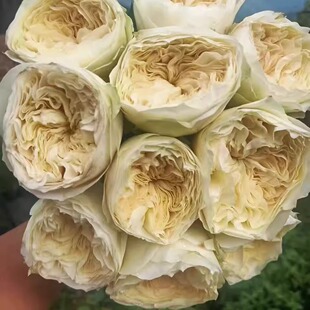 水灵花园 可爱哈珀 Lovely Harper 荷兰新品 耐热耐开切花月季花