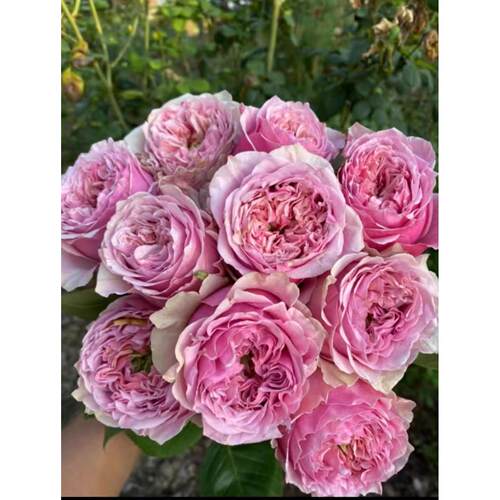 【水灵花园】甜蜜眼，新品大花勤花切花灌木月季