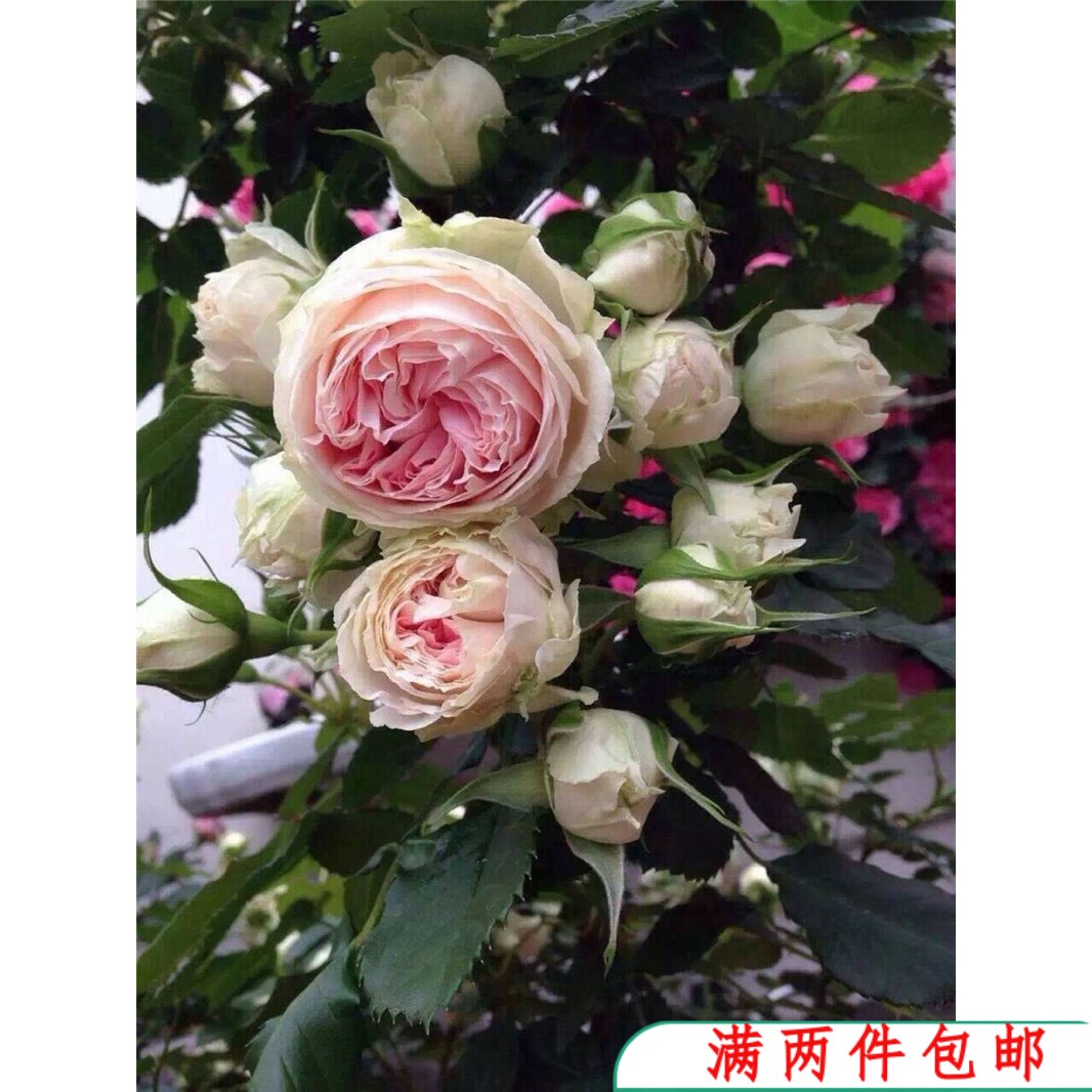【水灵花园】门廊绒球耐热抗病大花微月 群开盆栽月季玫瑰花苗