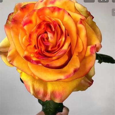 【水灵花园】迪布洛，新品切花灌木月季阳台庭院