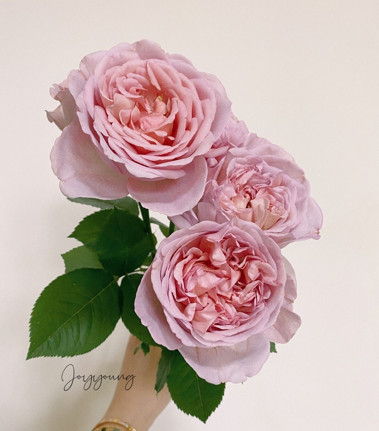 【水灵花园】巧克力浪漫 日本超新品复古色玫瑰花苗盆栽阳台月季