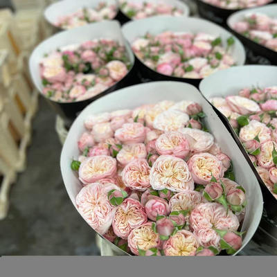 水灵花园  Royal Blush 皇家腮红 vip新品花园玫瑰月季花苗盆栽