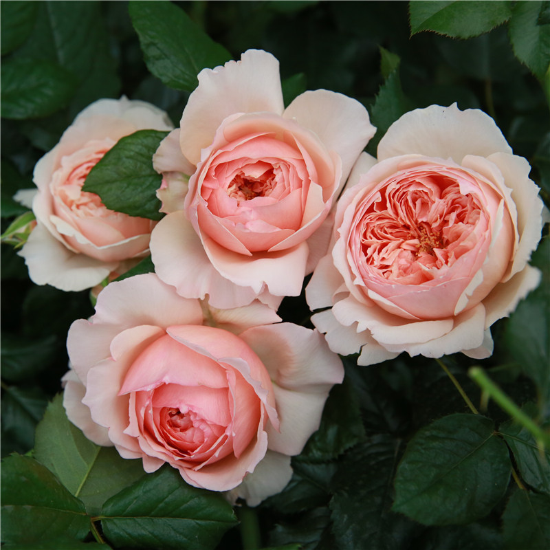 淡香抗病月季花苗灌木