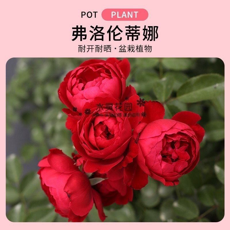【水灵花园】佛罗伦萨大花月季