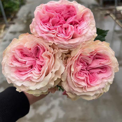 水灵花园  绯闻少女 Gossip Girl 进口切花玫瑰月季花苗阳台盆栽