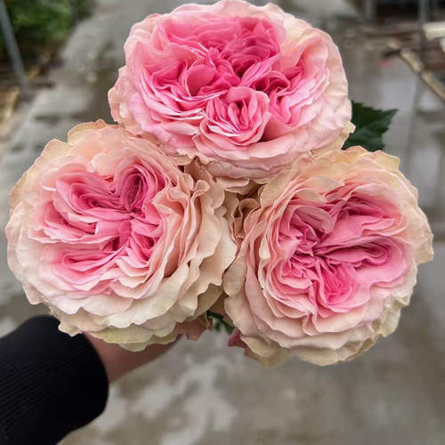 水灵花园  绯闻少女 Gossip Girl 进口切花玫瑰月季花苗阳台盆栽