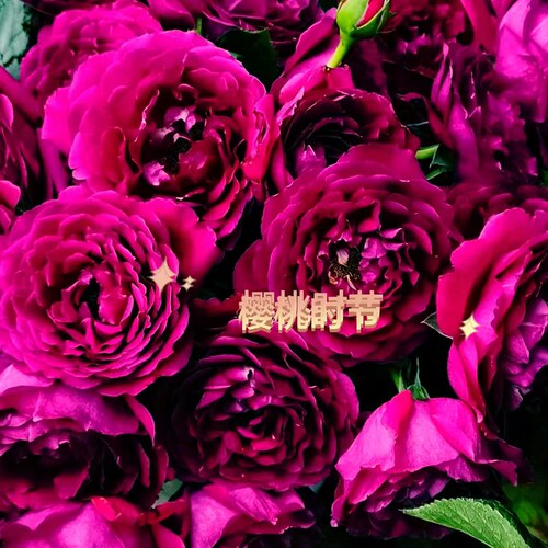 【水灵花园】樱桃时节 大花勤花浓香灌木月季 紫红色耐热玫瑰