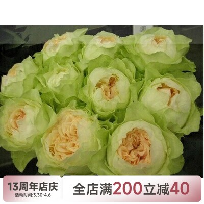 【水灵花园】教母   灌木  月季 切花 强香   丰花