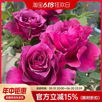 玛米蓝玫瑰花苗盆栽月季花苗浓香