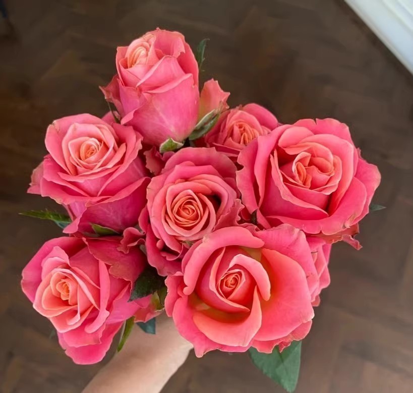 月季水灵花园大花切花灌木