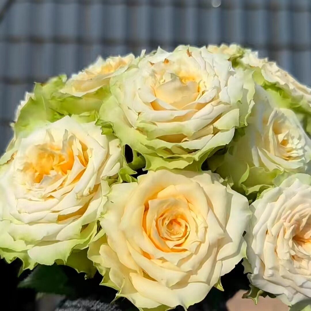 【水灵花园】 象牙,新品切花杯状勤花抗病直立灌木月季阳台庭院