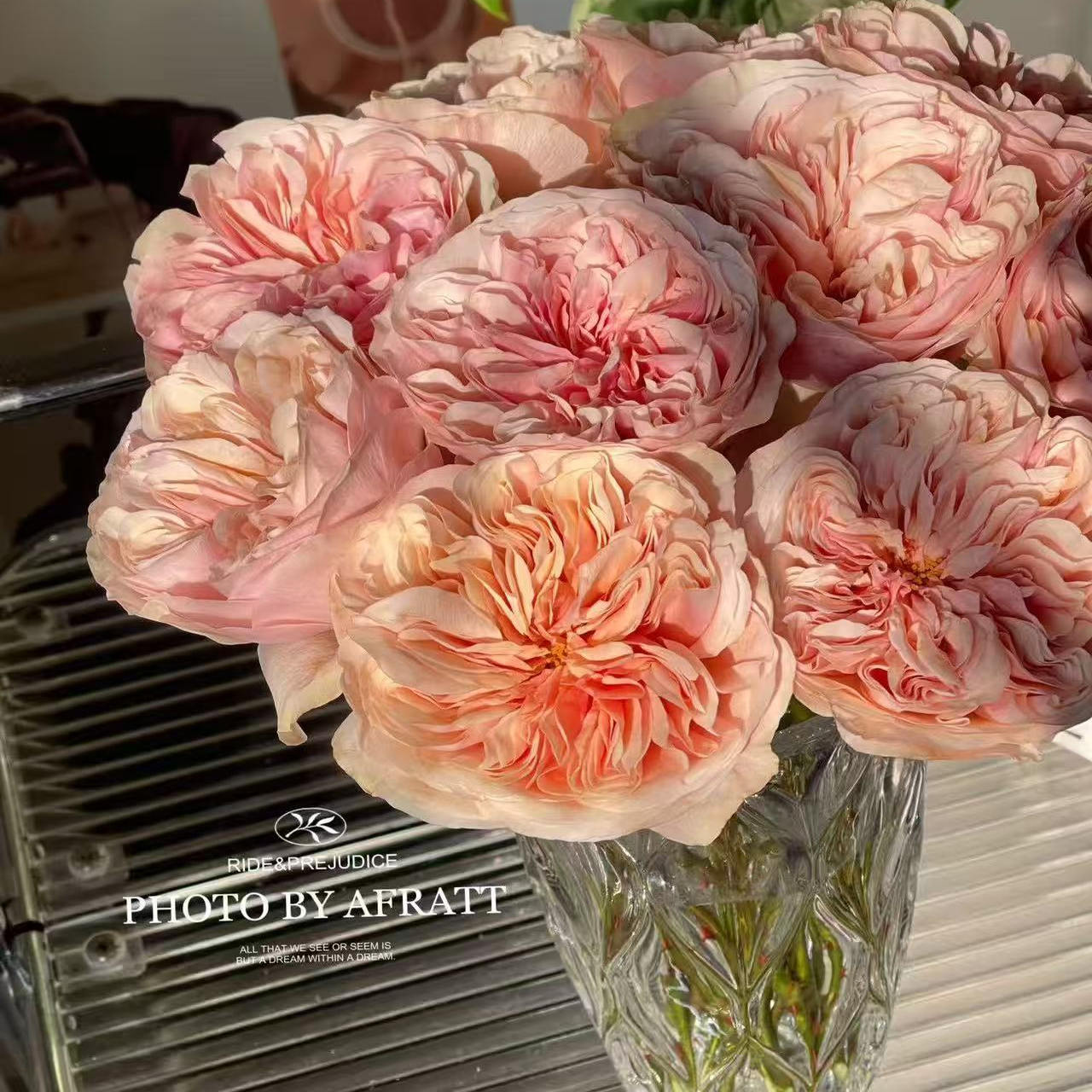 水灵花园 顶端Tip Top 奥斯汀切花玫瑰花苗盆栽阳台花卉植物