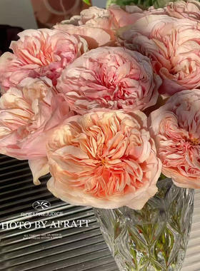 水灵花园 顶端Tip Top 奥斯汀切花玫瑰花苗盆栽阳台花卉植物