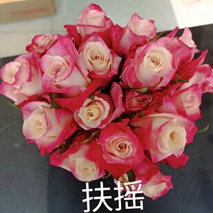 【水灵花园】扶摇,新品切花大花勤花灌木玫瑰月季阳台庭院