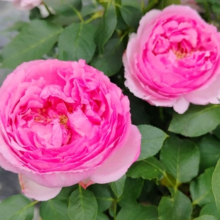 【水灵花园】伊芙香玉,新品大花勤花浓香灌木月季