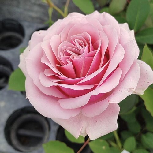 【水灵花园】粉色波浪、粉舞裙，新品切花杯状直立抗病灌木月季