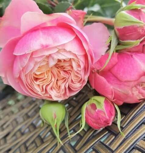 【水灵花园】维多利亚经典Victoria Classic切花灌木月季玫瑰
