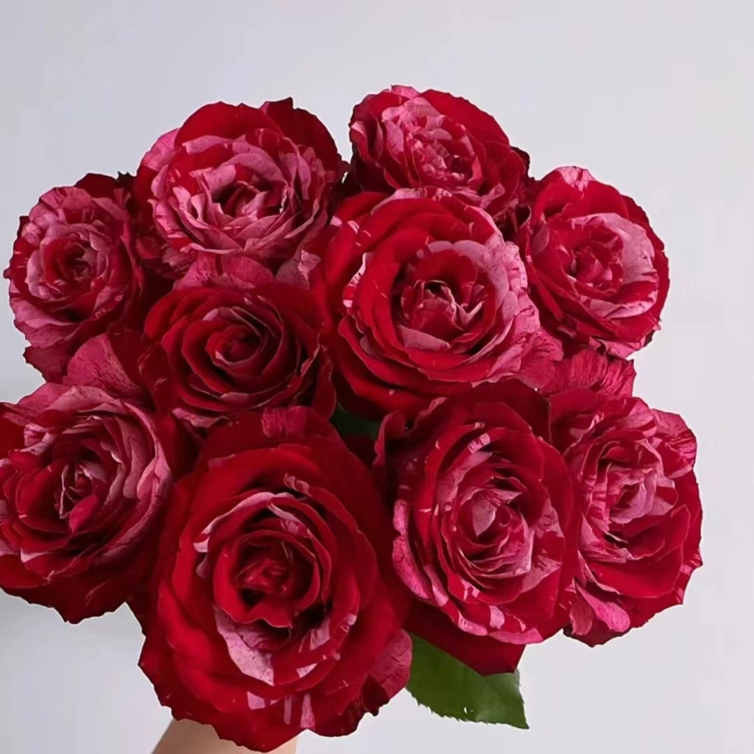 【水灵花园】幸运女神，新品切花条纹灌木月季阳台庭院