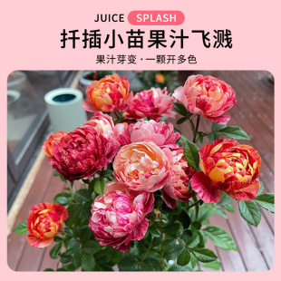 【水灵花园】果汁飞溅（包条纹）果汁芽变一颗开多色微月月季