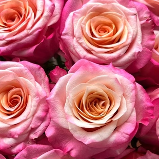 【水灵花园】贾布鲁尼新品切花大花耐晒耐雨林直立灌木月季