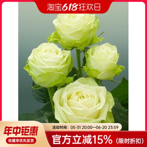 【水灵花园】浪漫格林\绿色浪漫Green Romantic 绿色切花灌木月季 鲜花速递/花卉仿真/绿植园艺 观叶 /花灌木 原图主图