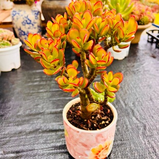ynjhhy姬红花月新手好养摇钱树多肉植物老桩