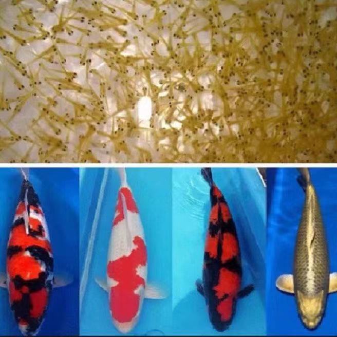 2025年淡水观赏鱼纯种锦鲤水花绯写昭和红白大正孔雀水花小鱼苗