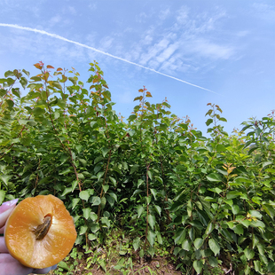 金太阳杏树苗 嫁接果树苗木 桃李杏子苗 庭院落叶类 四川成森杏苗