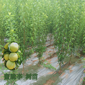 蜜脆李晚熟清泉脆蜜李嫁接脱骨李子树苗新品 种苗木南方落叶果树