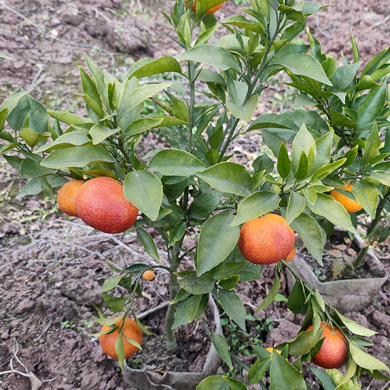 血橙苗 红韵血柑 新品种 四川嫁接果苗木  桔子香柑 南方柑橘树苗