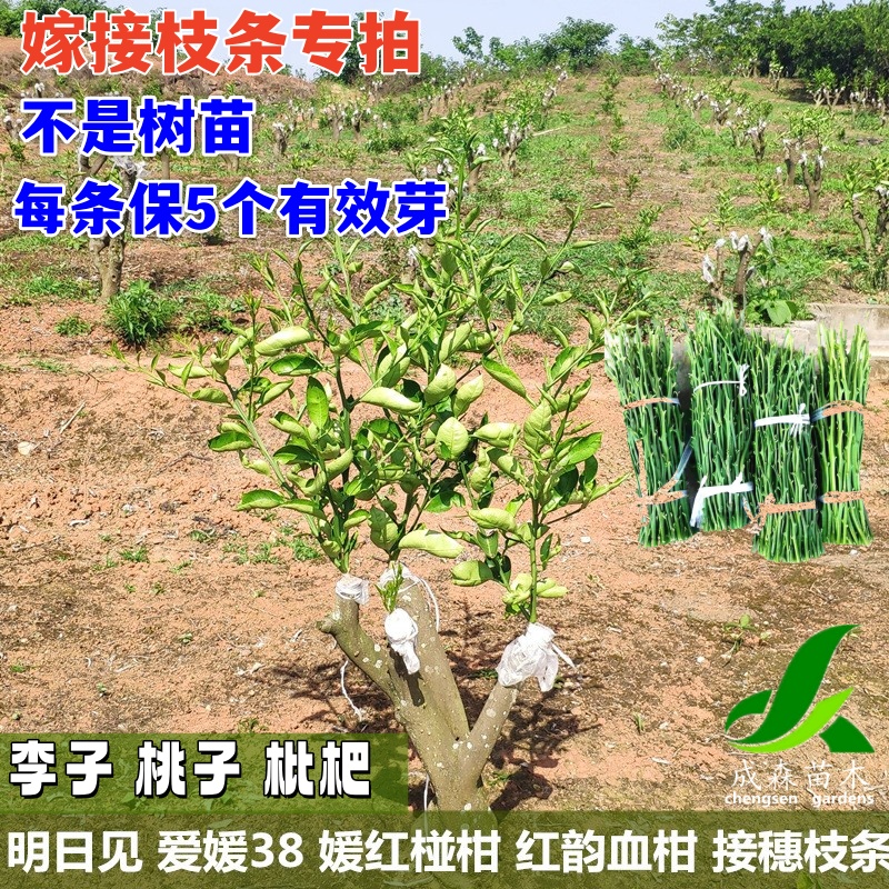 果树嫁接枝条接穗嫁接专用