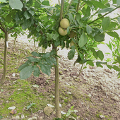 味帝恐龙蛋嫁接杏李子树苗当年结果庭院盆栽地栽四川成森苗木