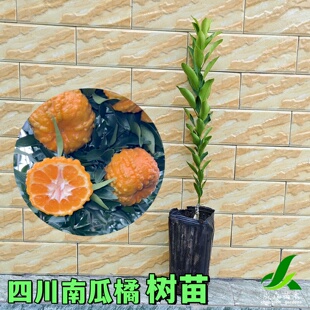 南瓜橘柑桔树苗四川嫁接果树苗庭院盆栽地栽橘子基地带土球正宗