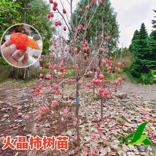 火晶柿子树苗黑柿树嫁接苗四川果树庭院盆栽地栽南方北方苗木落叶