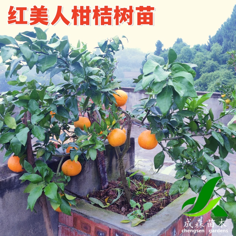 爱媛38号果冻橙红美人柑桔苗