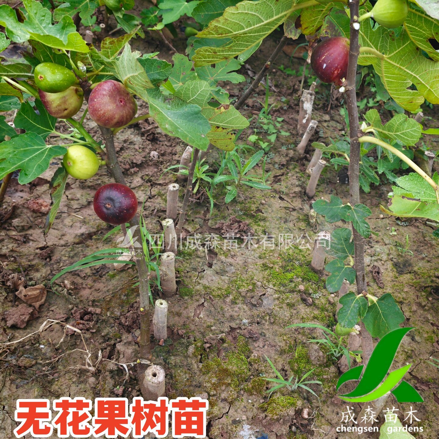 波姬红无花果树苗扦插培育果树成森苗木地栽盆栽南方北方当年结果