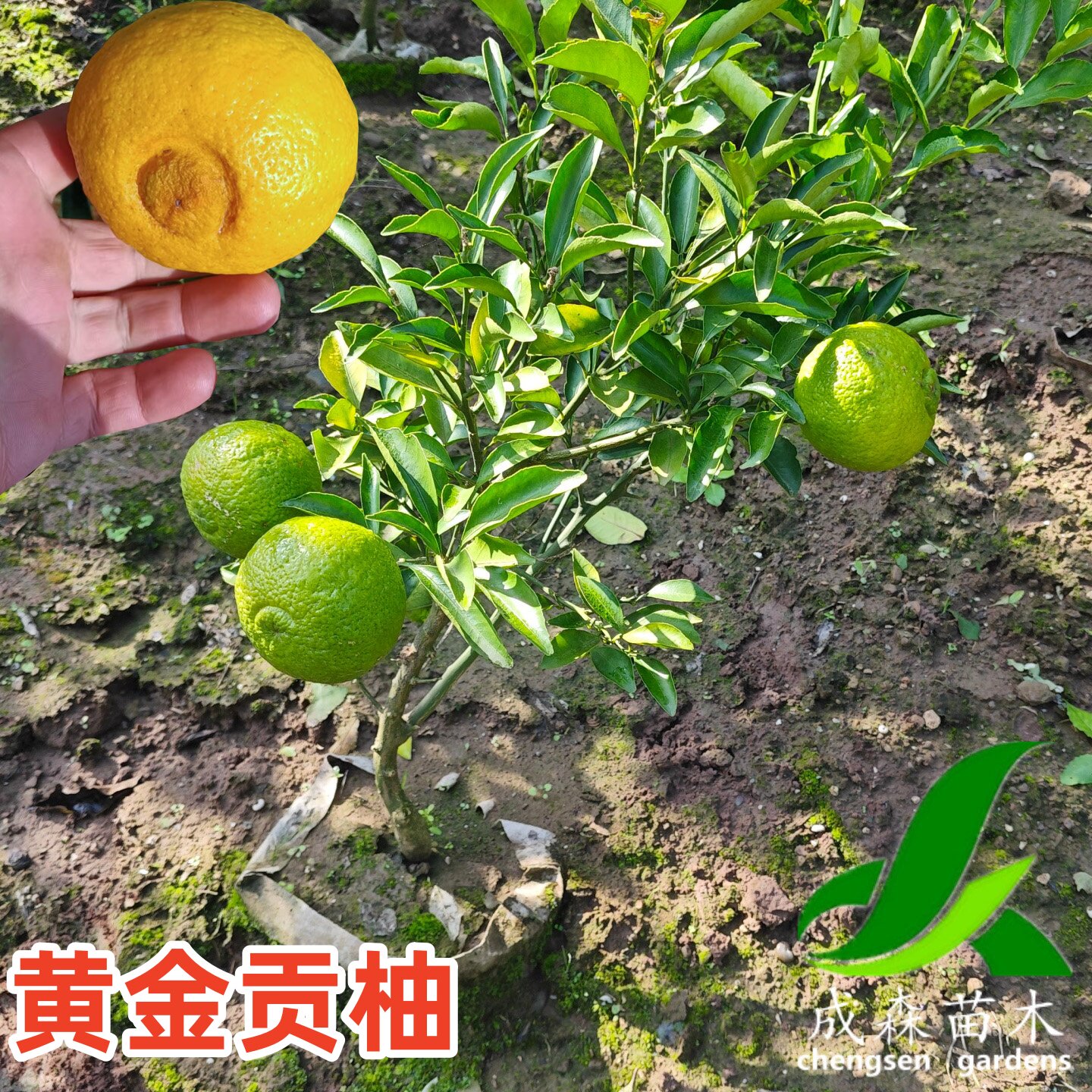 黄金贡柚柑橘树苗又名春香桔柚象山青嫁接盆栽地栽南方四川果树苗