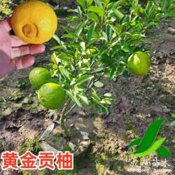 黄金贡柚柑橘树苗又名春香桔柚象山青嫁接盆栽地栽南方四川果树苗