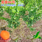 爱媛46号阿密达早熟耙耙柑嫁接新品 种柑橘果树苗盆栽地栽桔子树