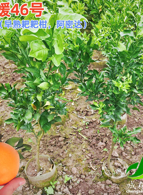 爱媛46号阿密达早熟耙耙柑嫁接新品种柑橘果树苗盆栽地栽桔子树