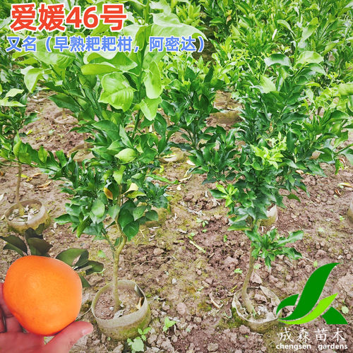 爱媛46号阿密达早熟耙耙柑嫁接新品种柑橘果树苗盆栽地栽桔子树