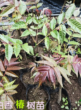 食用香椿芽苗四川香椿树苗南北方种植盆地栽庭院大棚种植香椿苗
