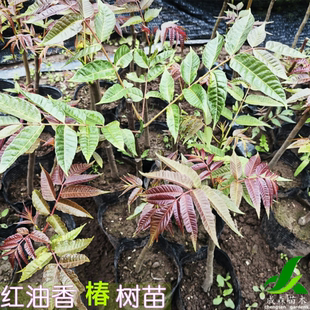 食用香椿芽苗四川香椿树苗南北方种植盆地栽庭院大棚种植香椿苗