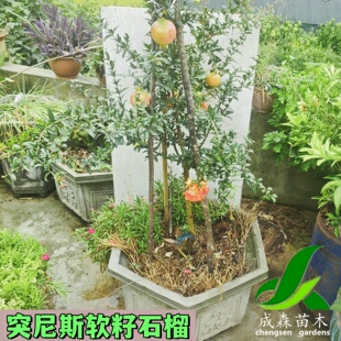 突尼斯软籽石榴果树苗带土盆栽地栽南方北方庭院果苗四川成森苗木