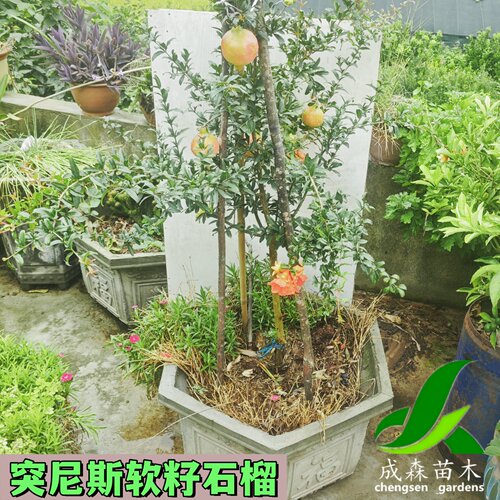 突尼斯软籽石榴果树苗