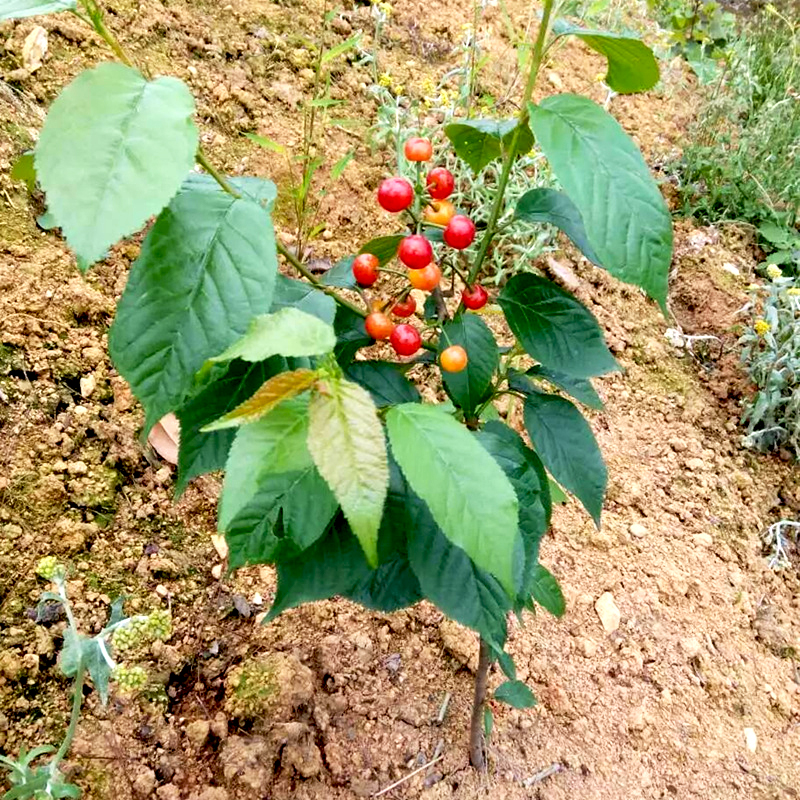 红妃乌皮嫁接樱桃树苗成森苗木
