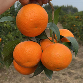 香橙砧木 晚熟 果树苗 沃柑苗 盆栽地栽 果苗 柑橘苗 苗木 嫁接