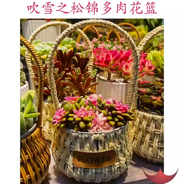 吹雪之松锦多肉吊篮花篮盆栽杭州吴山花鸟城