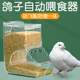 鸽子自动喂食器大容量新款 信鸽专用食盒内挂自动下料器防撒溅防甩